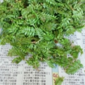 山椒 新芽の塩漬け レシピ 作り方 By かおチュワン 楽天レシピ 山椒 新芽の塩漬け レシピ 作り方 By かおチュワン 楽天レシピ